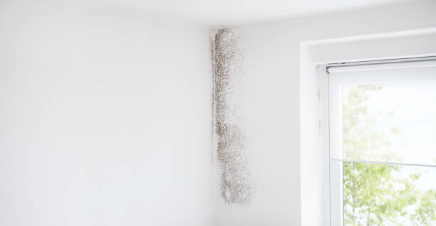 Best Biohazard Mold Removal  in Fort Walton Beach, FL
