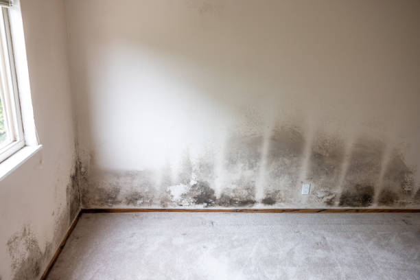 Mold Documentation for Insurance Claims in Fort Walton Beach, FL