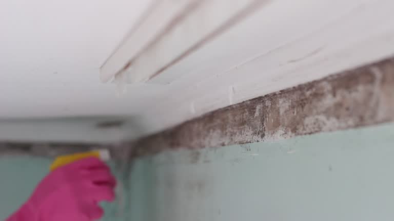 Fort Walton Beach, FL Mold Removal Company